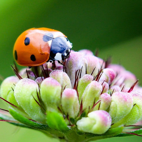 Wildflowers - Beneficial Insect Garden Seed Mix - SeedsNow.com