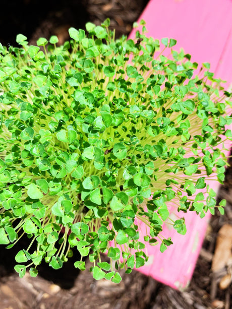 Sprouts/Microgreens - Chia - SeedsNow.com