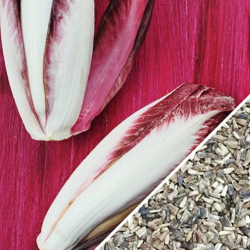 Chicory - Verona, Red.