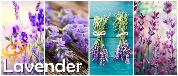1400 English Lavender Seeds for Planting Indoors or Outdoors, 90%  Germination, to Give You The Lavender Plant You Need, Non-GMO, Heirloom  Herb Seeds