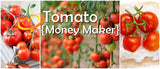 Tomato - Money Maker (Indeterminate) - SeedsNow.com