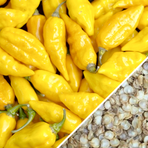 Pepper (Hot) - Devil's Tongue, Yellow 🔥🔥🔥🔥🔥 - SeedsNow.com