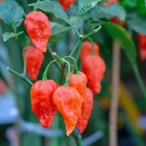Organic Carolina Reaper Pepper Plant - Hottest Pepper in the Universe -  4.5 Pot