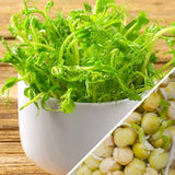 Sprouts/Microgreens - Green Pea.