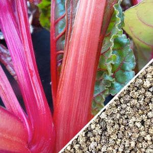 Swiss Chard - Hot Pink.