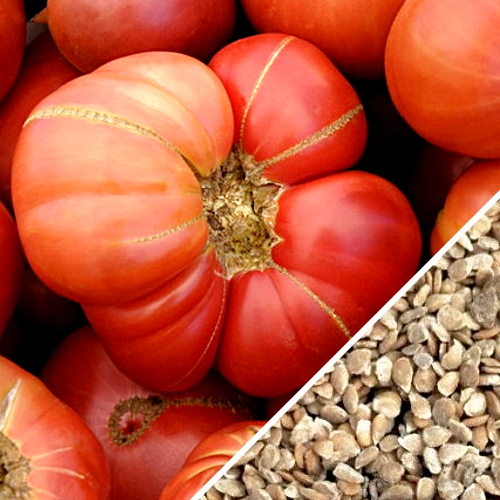 Where to Buy Tomato - Brandywine, Pink (Indeterminate) seeds 