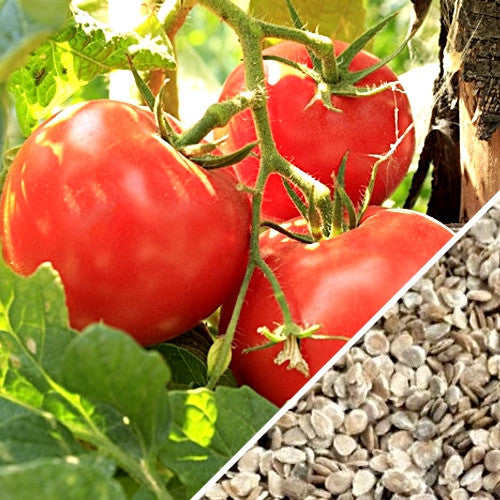 Tomato (Slicer): Open Minded (25 seeds)