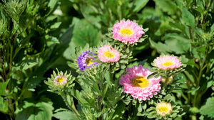 Flowers - Aster, Crego Mix - SeedsNow.com