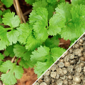 Cilantro/Coriander, Slow-Bolt (splits) - SeedsNow.com