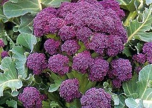 Broccoli - Early Purple.