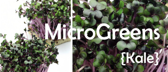 Sprouts/Microgreens - Kale, Red Russian.