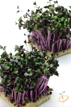 Sprouts/Microgreens - Kale, Red Russian.