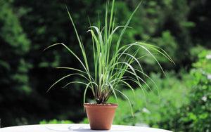 Lemon Grass - SeedsNow.com