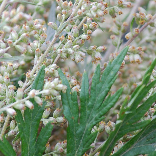 Mugwort - SeedsNow.com