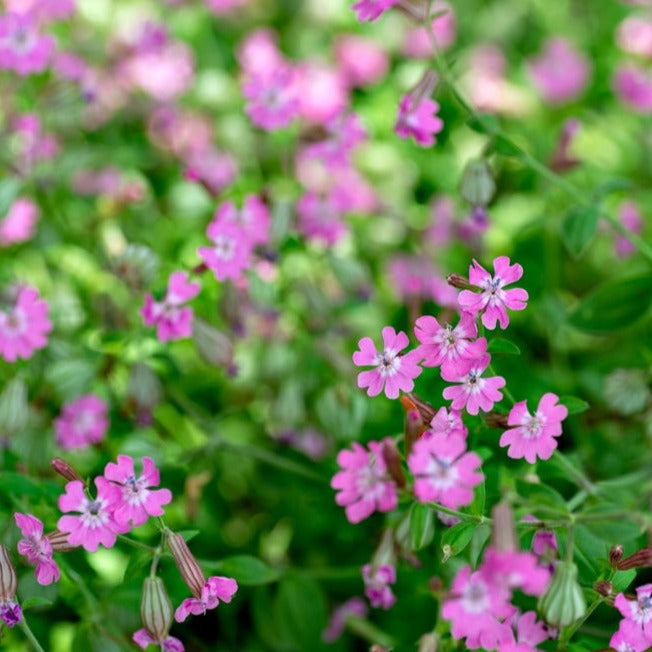 Flowers - Nodding Catchfly - SeedsNow.com