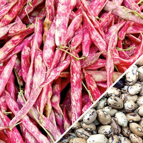 Bean (Bush) - Borlotti.