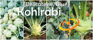 Kohlrabi - Delicatesse, Blue.