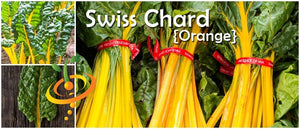 Swiss Chard - Orange.