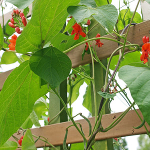 Bean, Runner/Pole - Scarlet Runner - SeedsNow.com