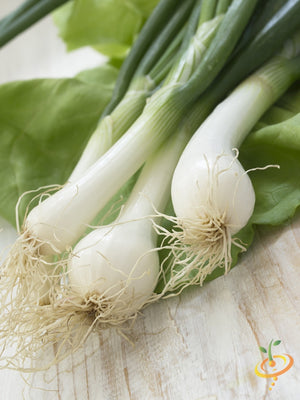 Onion - Lisbon, White (Bunching) - SeedsNow.com