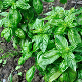 Basil, Italian Large Leaf - SeedsNow.com