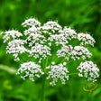 Anise (Aniseed) - SeedsNow.com