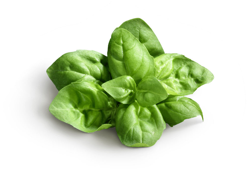 Basil - Genovese.